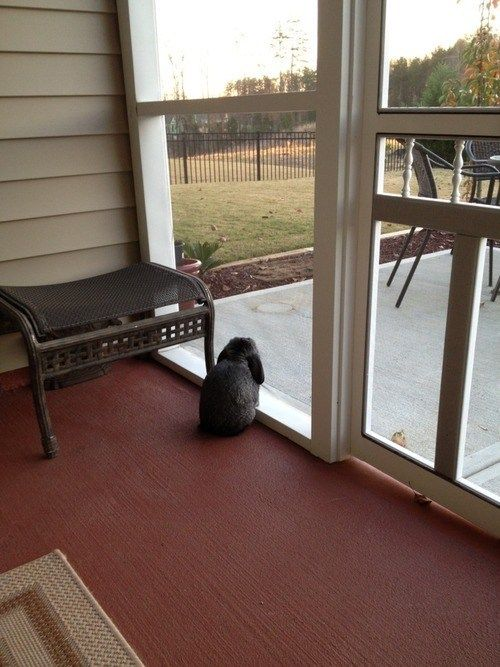 A bunny looking out of a window