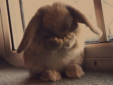 A fluffy bunny