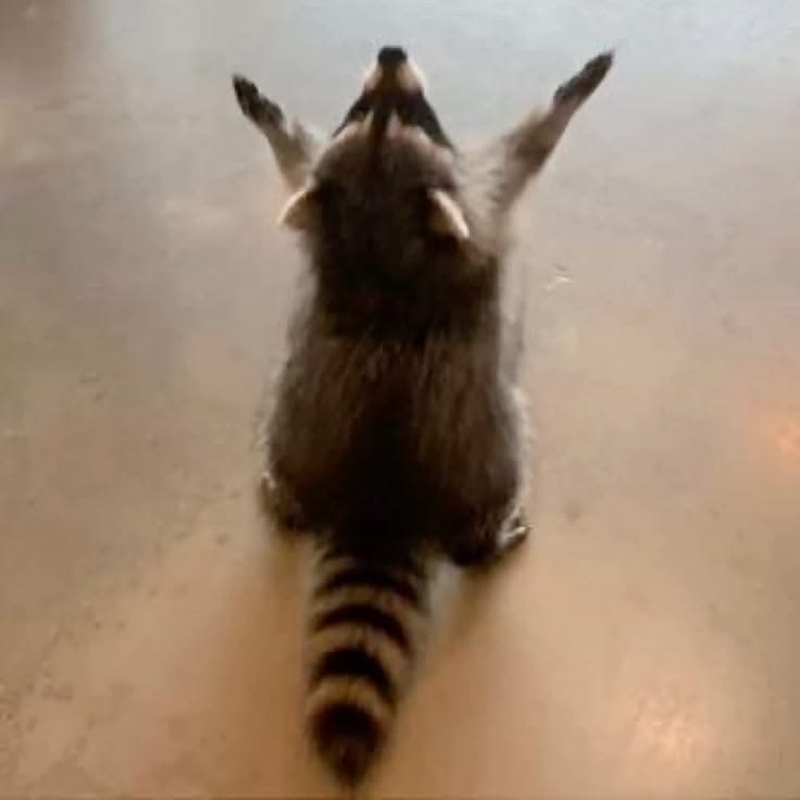 A raccoon with its paws raised