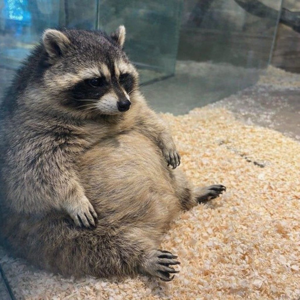 A raccoon sitting down